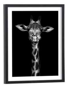 Tableau Girafe noir et blanc