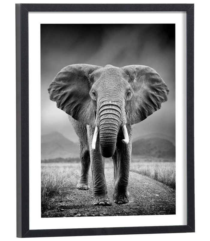 Affiche éléphant