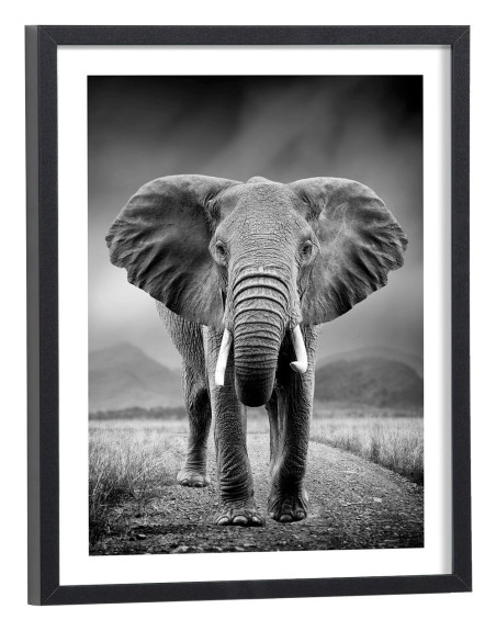 Affiche éléphant