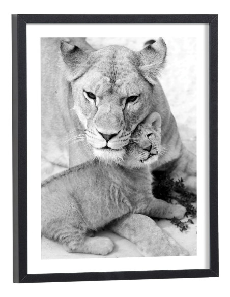 Affiche lion noir et blanc
