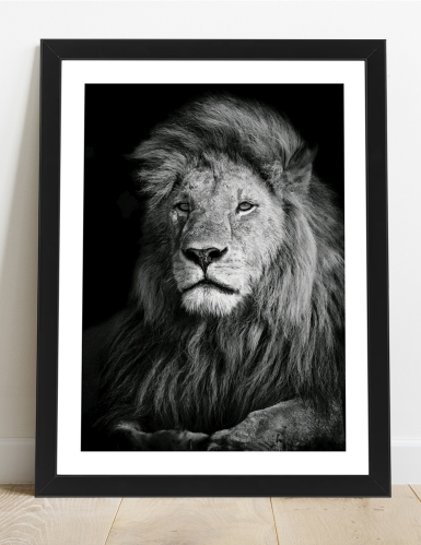 Affiche lion noir et blanc