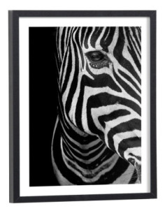 Tableau Zèbre noir et blanc