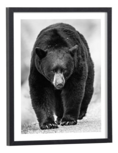 Affiche ours noir et blanc