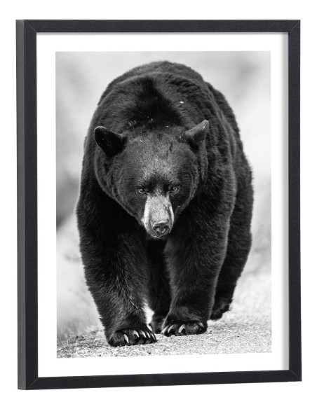 Affiche ours noir et blanc