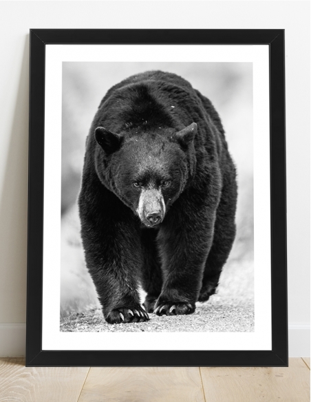 Affiche ours noir et blanc