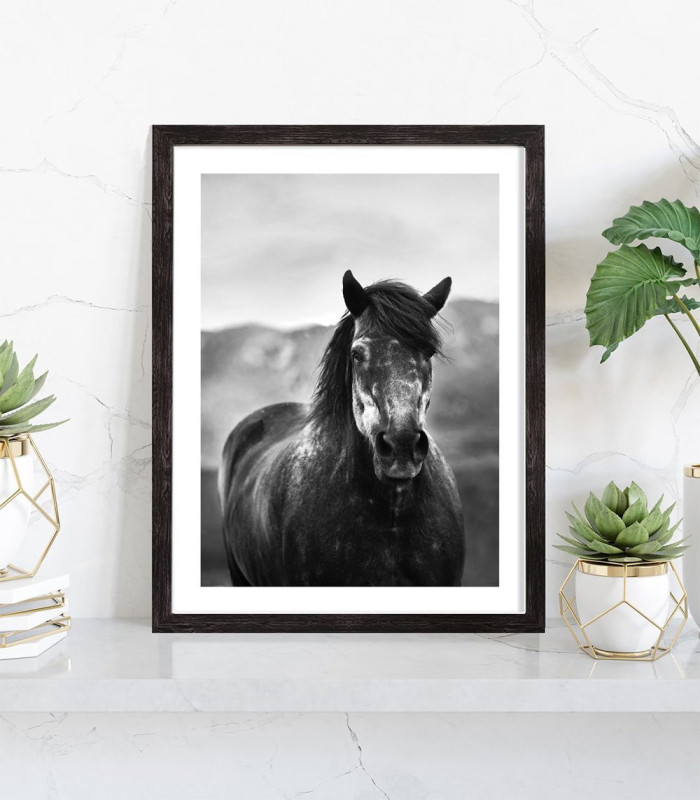  Affiche cheval noir et blanc