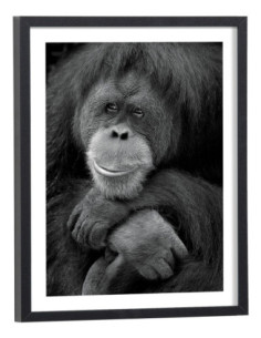 Tableau singe noir et blanc