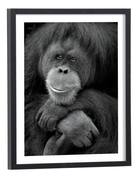 Tableau singe noir et blanc