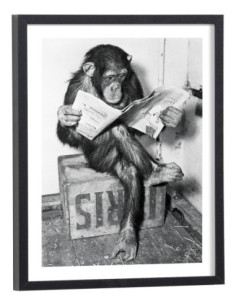 Affiche singe lit journal