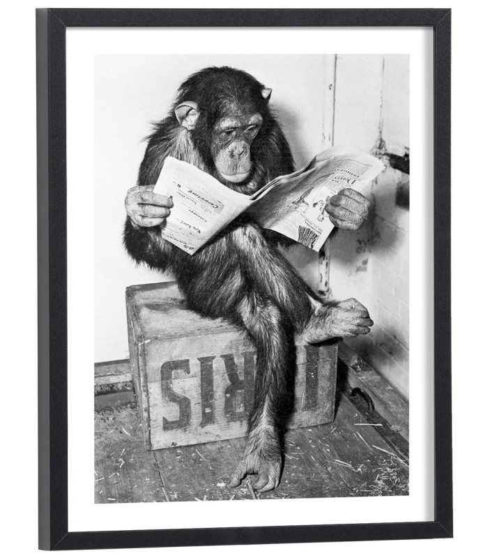 Affiche singe lit journal