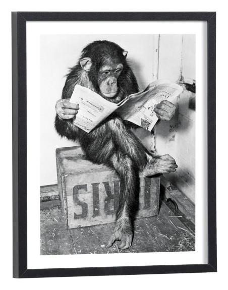 Affiche singe lit journal