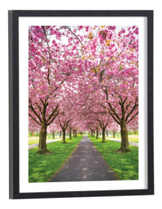 Affiche Cerisiers en fleur Sakura