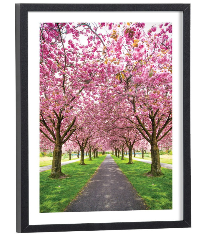 Affiche Cerisiers en fleur Sakura