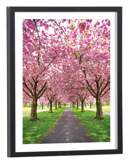 Affiche Cerisiers en fleur Sakura