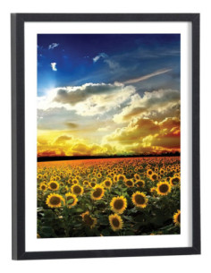 Affiche Champ de tournesol