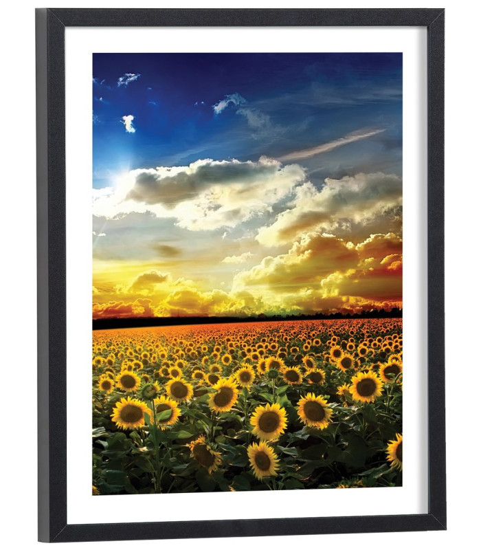Affiche Champ de tournesol
