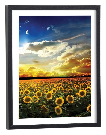 Affiche Champ de tournesol