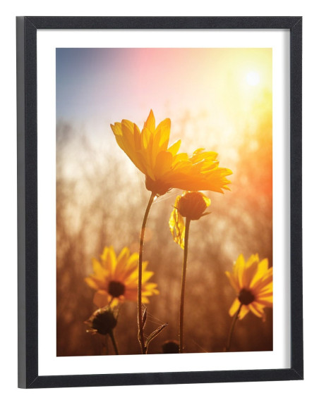 Tableau fleurs Tournesol au soleil