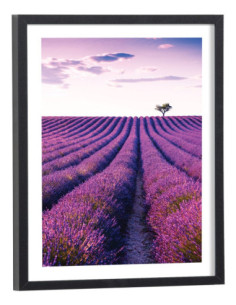 Affiche fleurs Champ de lavande
