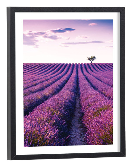 Affiche fleurs Champ de lavande