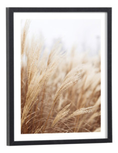 Affiche Champ de blé nature