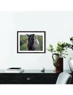 Affiche Cheval étalon gris 2