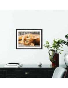 Affiche Chat Tabby 2