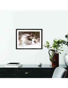 Affiche Chat Ragdoll 2