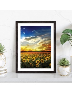 Affiche Champ de tournesol 2
