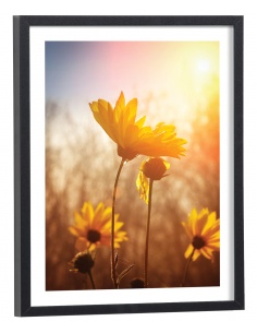 Tableau fleurs Tournesol au soleil