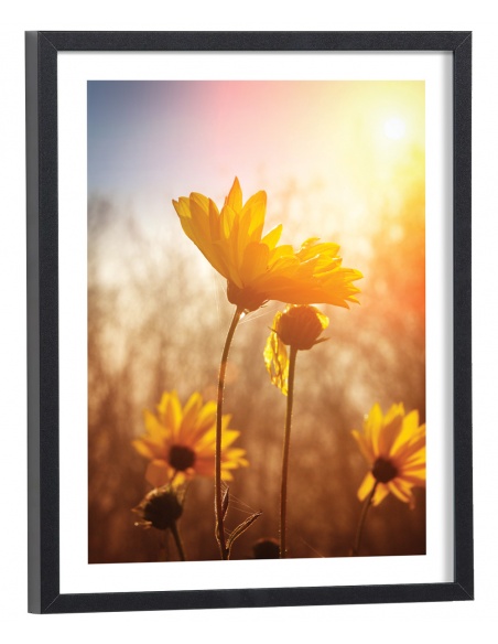 Tableau fleurs Tournesol au soleil