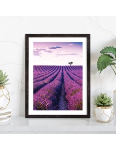 Affiche fleurs Champ de lavande 2