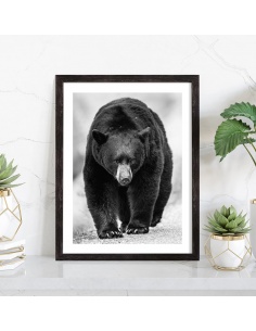 Affiche ours noir et blanc 2