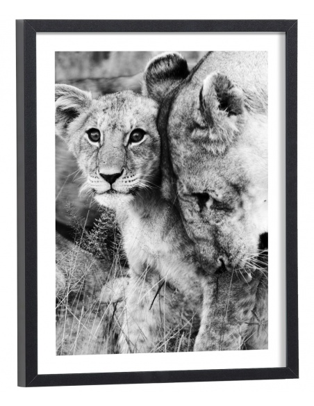 affiche lions noir et blanc