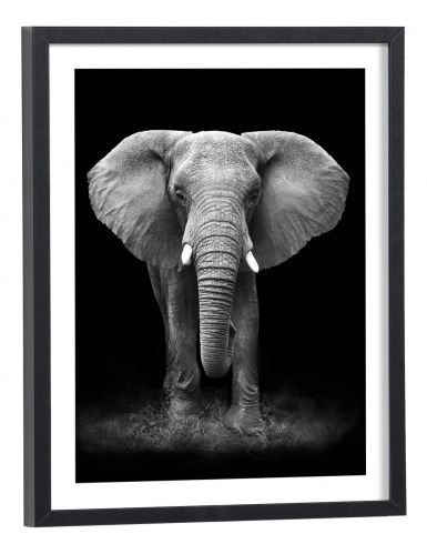 affiche éléphant noir et blanc