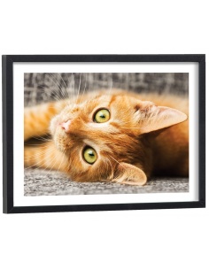 Affiche Chat Tabby