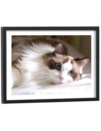 Affiche Chat Ragdoll