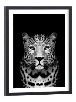 Affiche Panthère fond noir